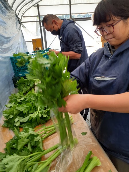 セロリの収穫作業♪