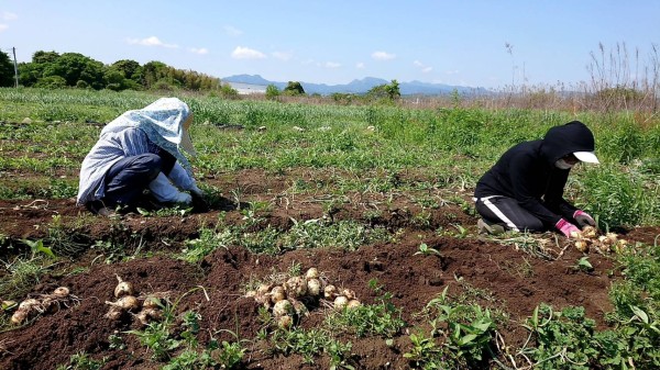 玉ねぎを収穫いたしました！