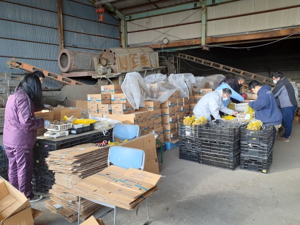 ジャガイモの出荷作業
