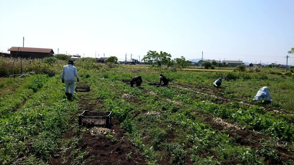 玉ねぎを収穫いたしました！