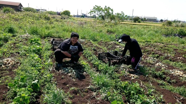 玉ねぎを収穫いたしました！