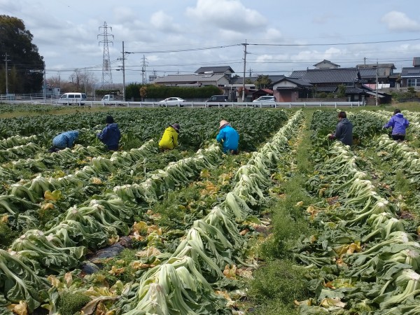 高菜の収穫