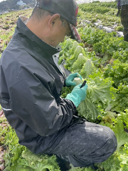 レタスの収穫