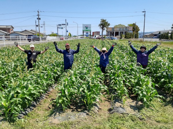 とうもろこしの種を植えました！