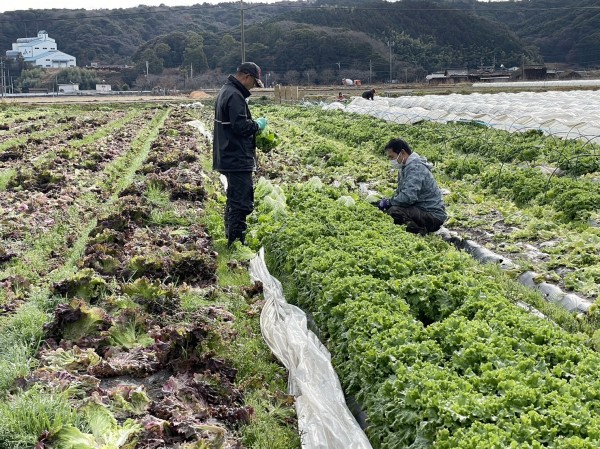 レタスの収穫