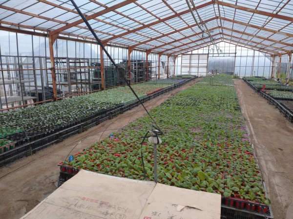 冬野菜・冬花の苗の準備をしました！