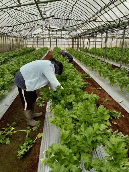 セロリの収穫作業♪