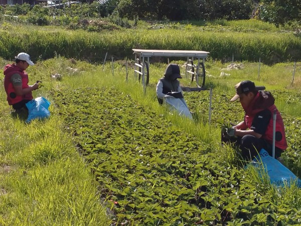 イチゴの苗を育てています！