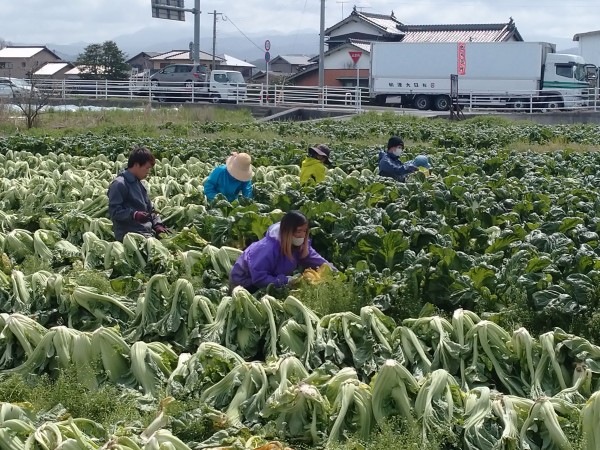 高菜の収穫