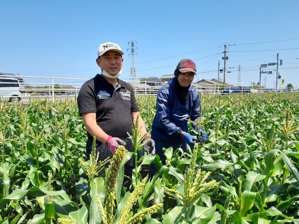とうもろこしの種を植えました！