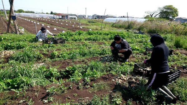 玉ねぎを収穫いたしました！