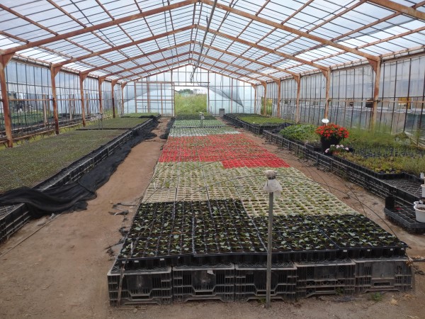 冬野菜・冬花の苗の準備をしました！