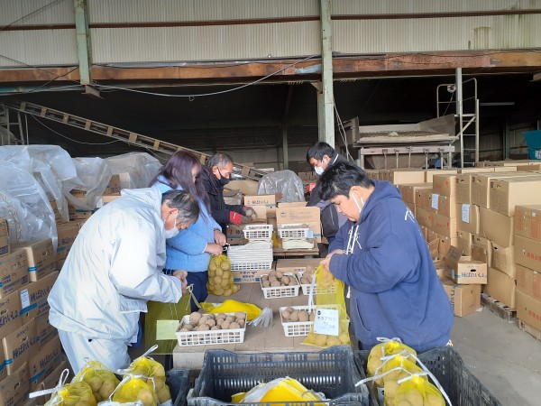 ジャガイモの出荷作業
